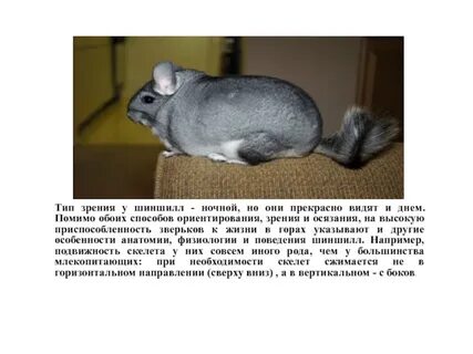 Шиншилла описание