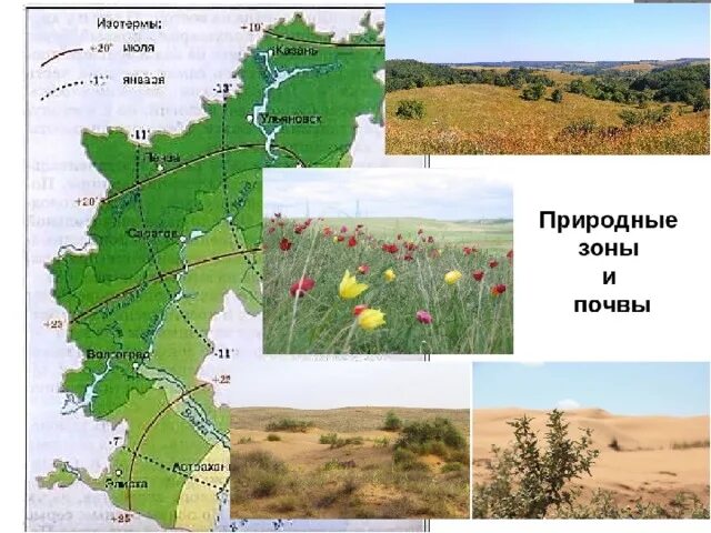 Природные зоны Поволжья карта. На карте природные зоны Поволжского экономического района. Природные зоны Поволжья Поволжье. Карт природные зоны Приволжье.