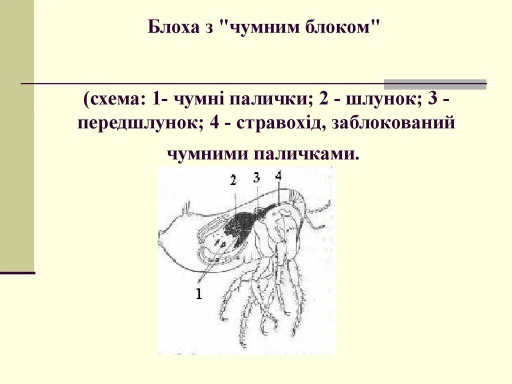 Блоха задание егэ