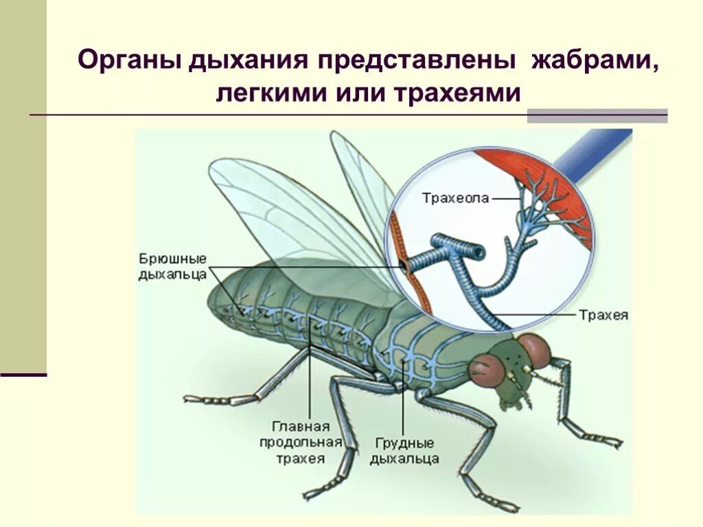 Примеры животных которые дышат трахеями