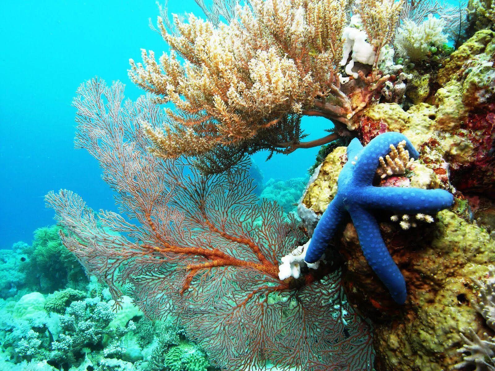 Коралловые рифы красота. Коралловые рифы Пемба. Сулавеси кораллы. Подводный мир кораллы. Подводный мир коралловый риф.