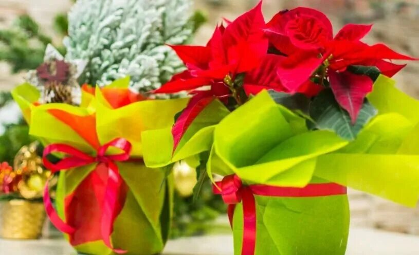 Упаковать цветы в подарок. Горшечные цветы в подарок. Подарочные цветы в горшках. Горшечное растение в подарок. Подарочная упаковка цветка в горшке.