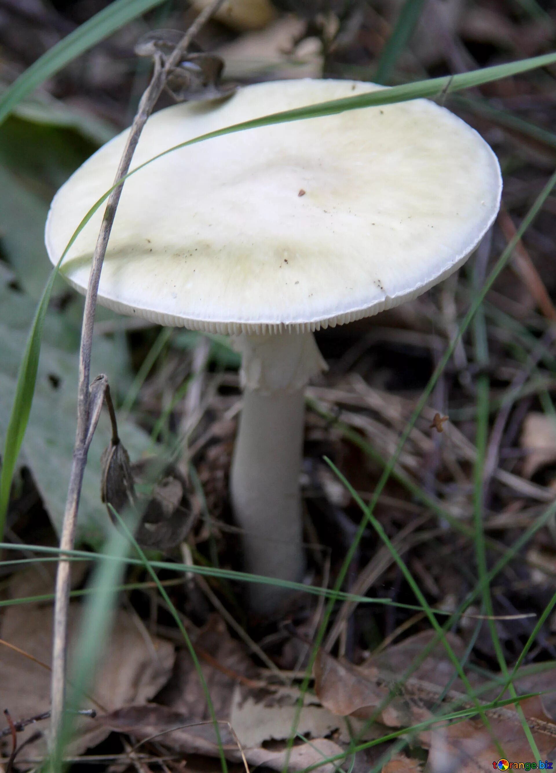 Какие белые поганки. Бледная поганка. Бледная поганка гриб. Бледная поганка (Amanita phalloides). Луговая поганка гриб.