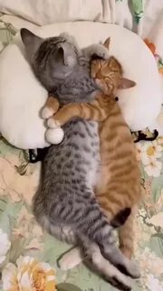 Kittygo