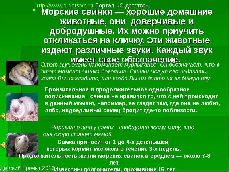 Окрасы морских свинок таблица. Морская свинка болдуин. Презентация про морскую свинку для 2 класса. Что значит морская свинка. Морская свинка доклад.