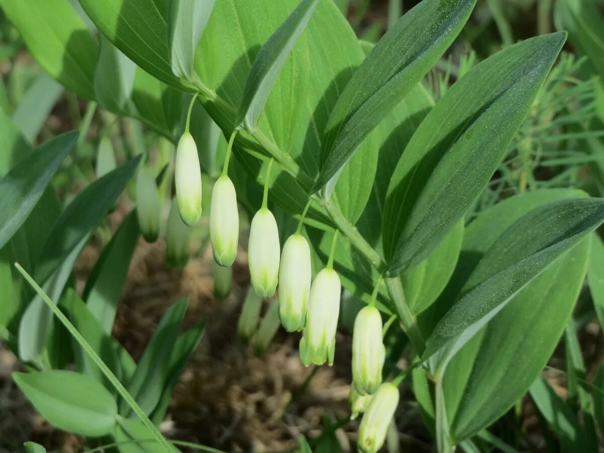 Купена широколистная. Купена цветок садовый. Купена цветок. Polygonatum odoratum - купена душистая. Купена лесная растение.