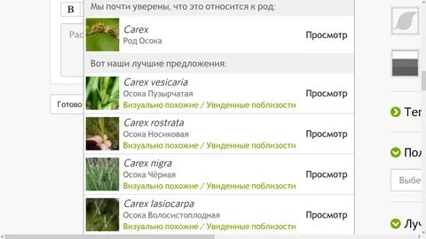 Как распознать растение по фото
