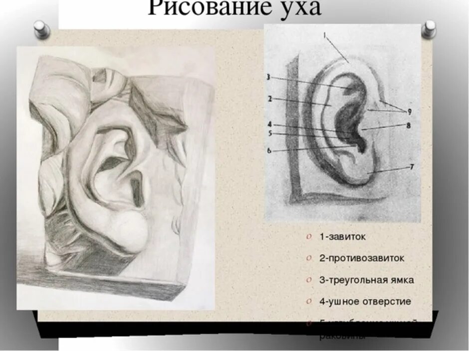 Академический рисунок уха. Строение уха пластическая анатомия. конструктивное построение уха. ухо давида. пластическая анатомия уха.