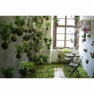 Комнатные растения своими руками
