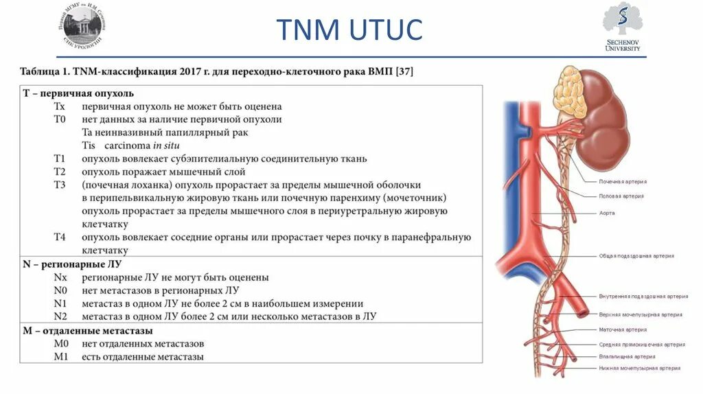 TNM классификация опухолей почек. Классификация TNM. TNM почки классификация. Опухоль почки ТНМ. Рак почки рекомендации