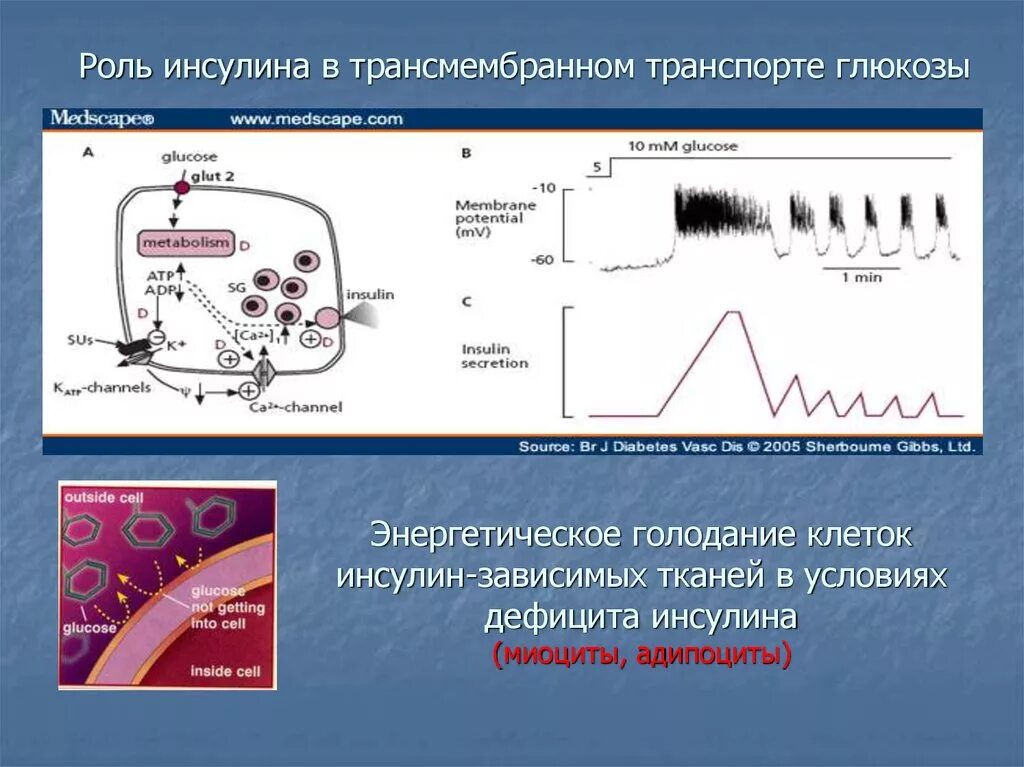 Транспорт глюкозы кровью. Роль инсулина. Инсулин функции. Трансмембранное давление при гемодиализе норма. Трансмембранный транспорт инсулина.