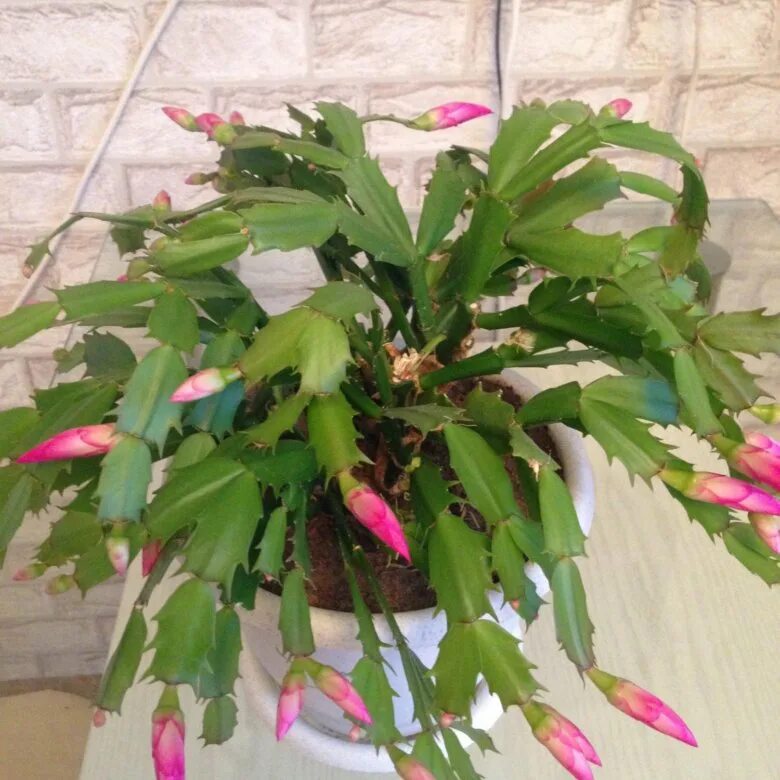 голд данс декабрист. рипсалидопсис и шлюмбергера. старый декабрист. декабрист шлюмбергера бакли. вишневый декабрист.