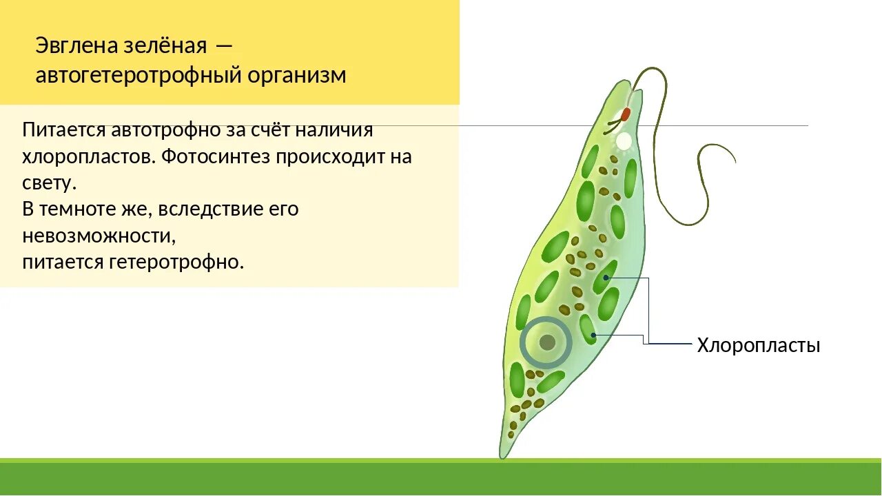 Какой уровень организации зеленой эвглены