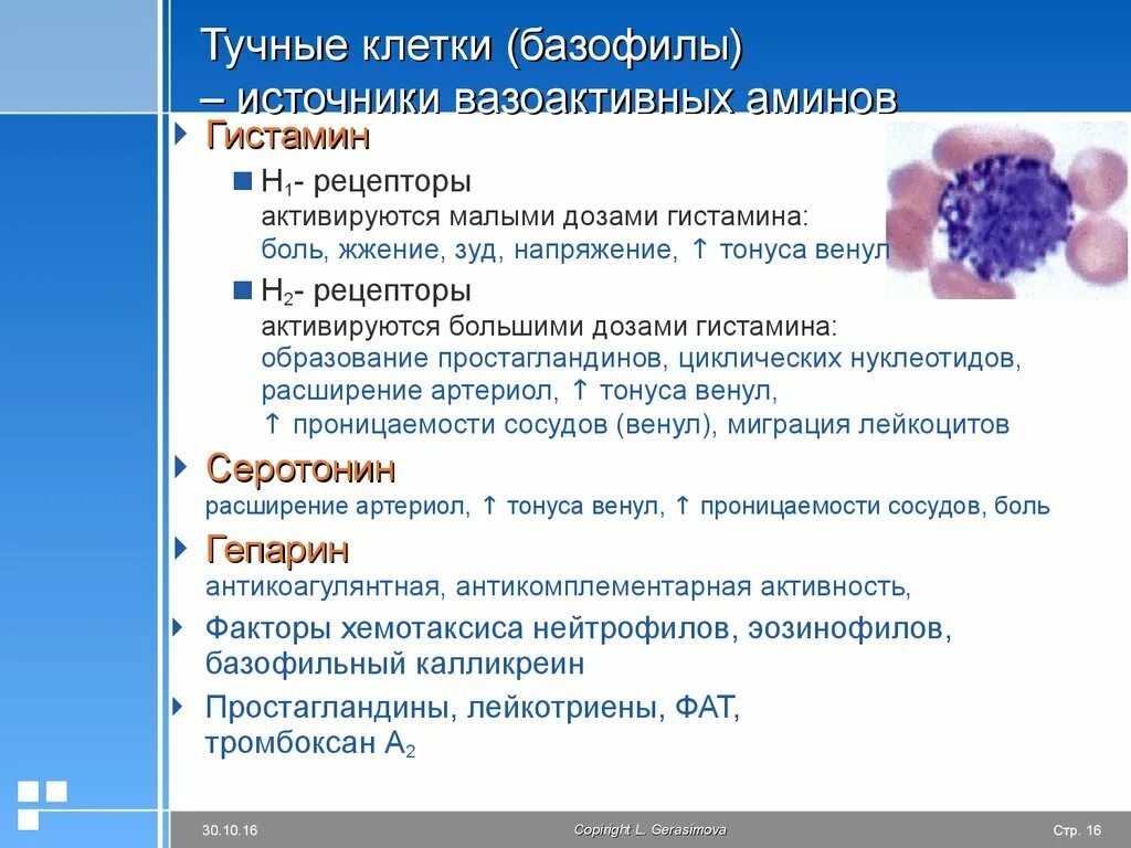 Базофилы и тучные клетки. Рецепторы тучных клеток. Тучные клетки гистамин. Тучные клетки (тканевые базофилы).