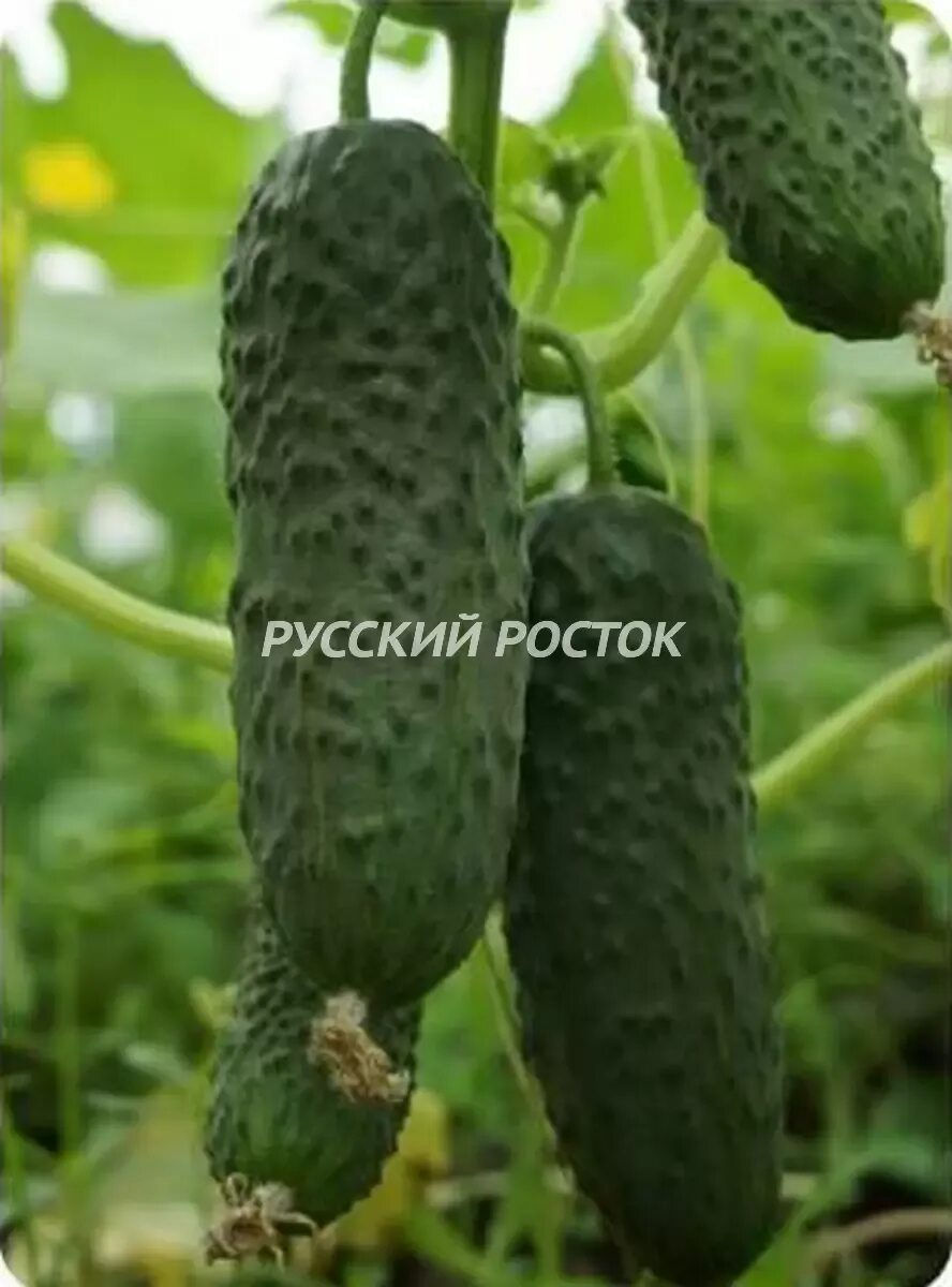 Уран ф1 огурцы. Огурцы проликс f1. Уран ф1 огурцы. Сорт огурцов уран f1. Огурец уран f1.