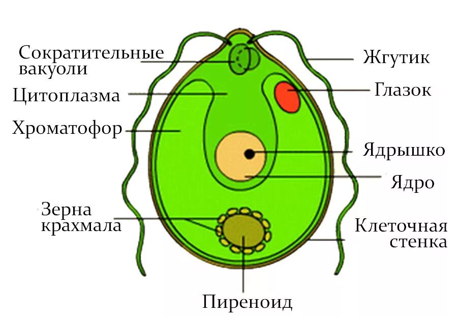 Чего нет у водорослей. Хламидомонада и хлорелла. одноклеточная водоросль хламидомонада. клетка зеленой водоросли хламидомонады. строение клеток зеленых водорослей хламидомонада.