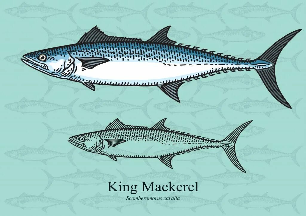Mackerel перевод. Кинг макрель. king mackerel. mackerel bsd.