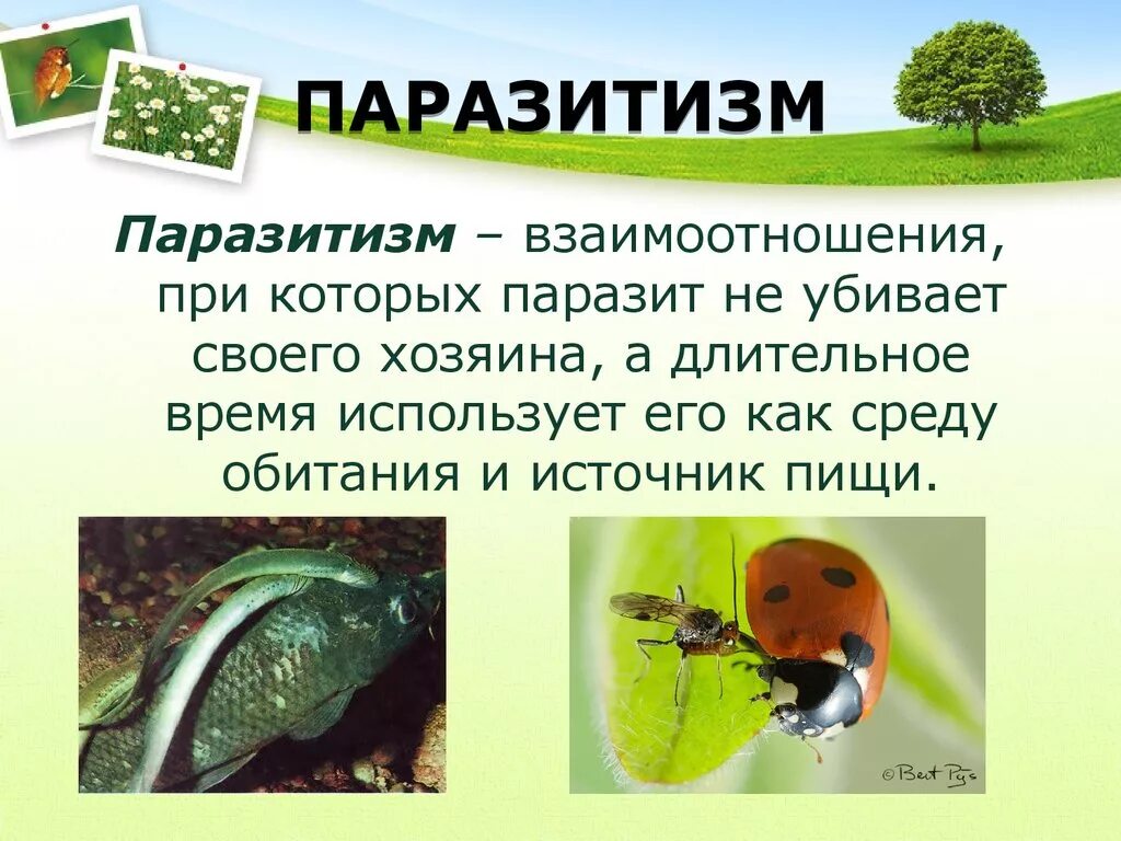 Что такое паразитизм кратко 5 класс. Биотические факторы паразитизм. Паразитизм это кратко. Примеры паразитизма в биологии. Паразитизм примеры.