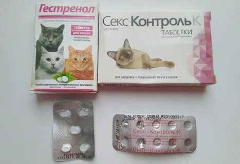 Можно прервать беременность кошки