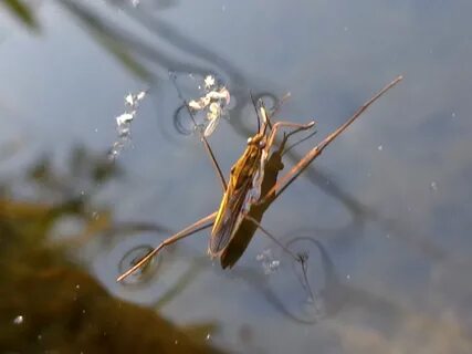 Водомерки в бассейне