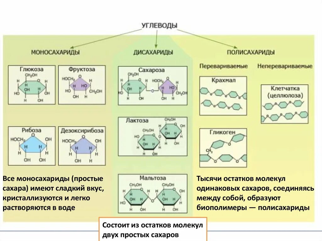Биополимеры углеводы. Биополимеры полисахариды. Биополимеры углеводы липиды. Углеводы моносахариды дисахариды полисахариды. Мономер биополимера воды