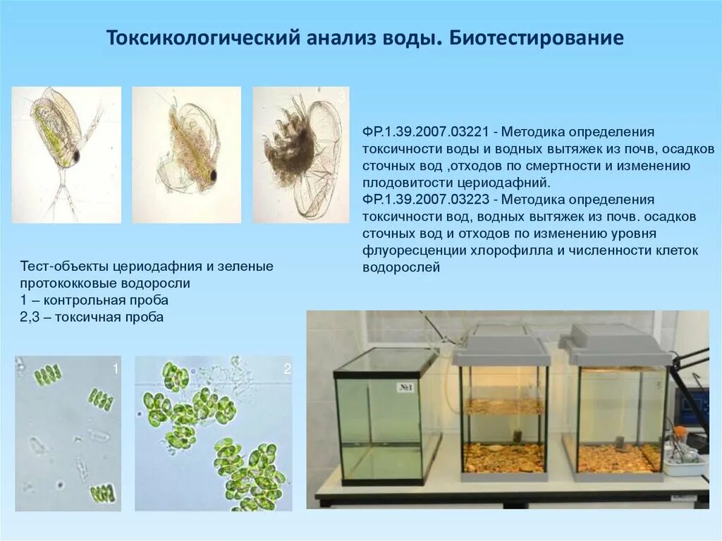 Биотестирование. Тест-объекты для биотестирования. Биотестирование растений. Методика биотестирования почвы.