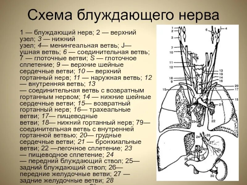 Блуждающий нерв соответствует. Головной отдел блуждающего нерва. вагус блуждающий нерв. симпатический ствол и блуждающий нерв. топография блуждающего нерва топографическая анатомия.