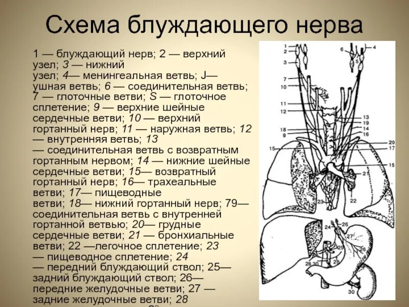 Блуждающий нерв топографическая анатомия. Симпатический ствол и блуждающий нерв. Вагус нерв анатомия схема. Блуждающий нерв верхний узел.