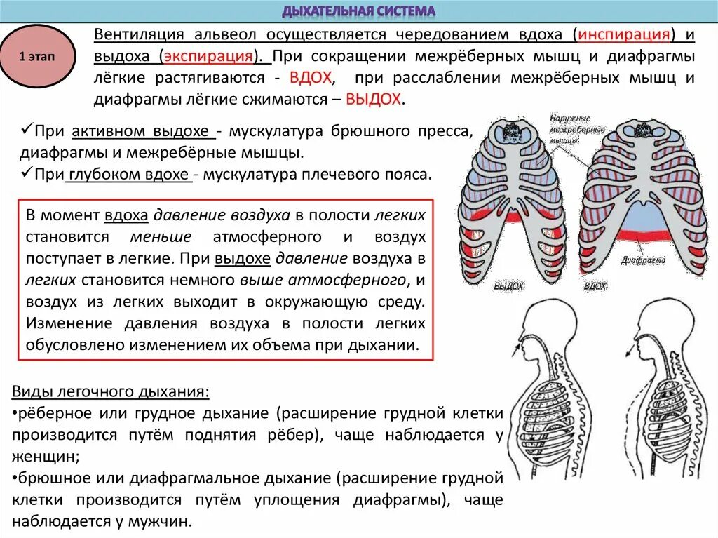 Схема 2 фазы дыхания. Легкие при вдохе и выдохе. Легкие при выдохе. Дыхательные мышцы вдоха и выдоха. Дыхание с помощью легких впервые появляется у