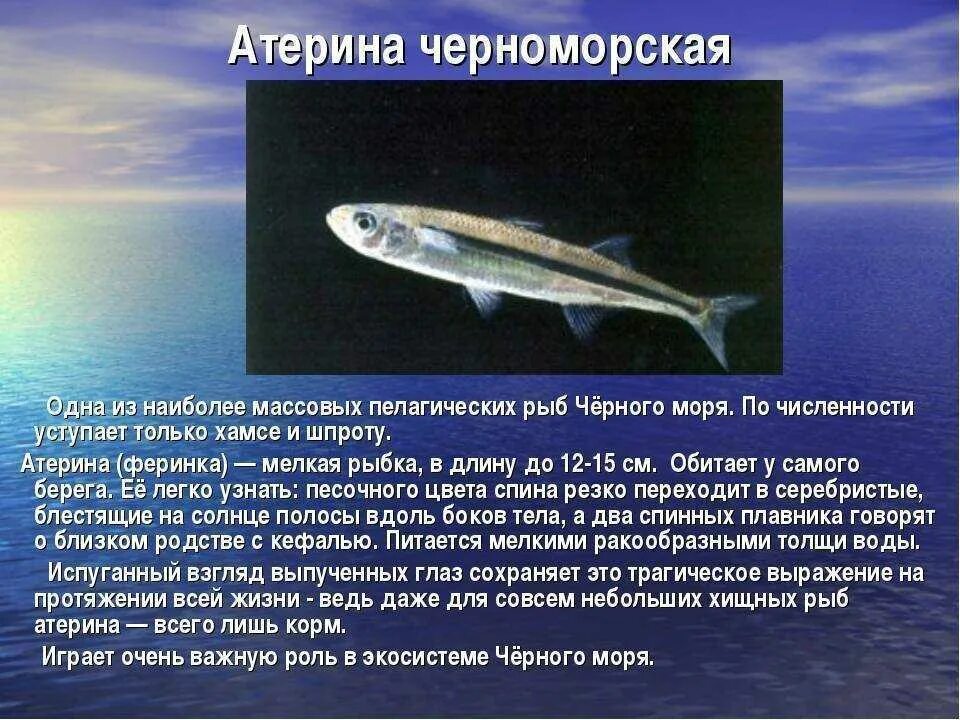 Рыба обитающая в черном море. Рыбы обитающие в черном море. рыбы которые водятся в черном море. черноморская рыба. рыбыкотрые водяться в чкронм море.