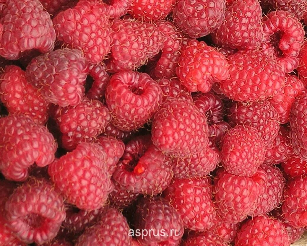 Номер малины by. Малино-поляничный гибрид. Малина гусар ремонтантная. Малина минск. Малина минск.