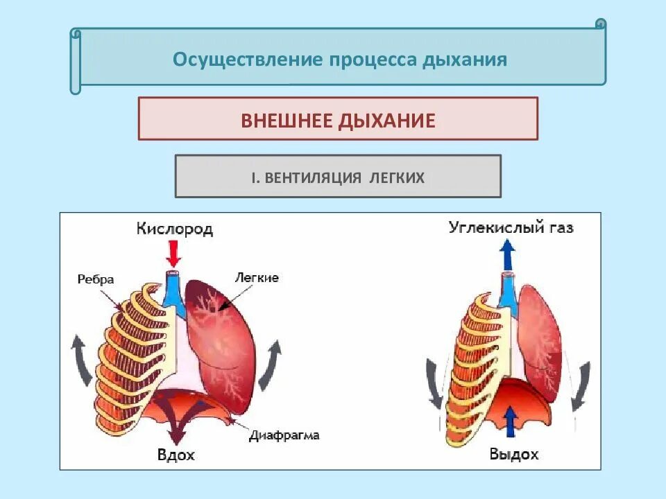 Процесс вдоха человека. Осуществление процесса дыхания. Легкие процесс дыхания. Внешнее дыхание. Осуществление процесса дыхания таблица.