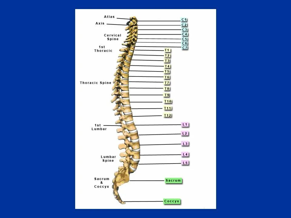 Th7-th12 позвонков. S 5 позвонок. позвонок l5 s1. позвонки л3 и л4. S 5 позвонок.