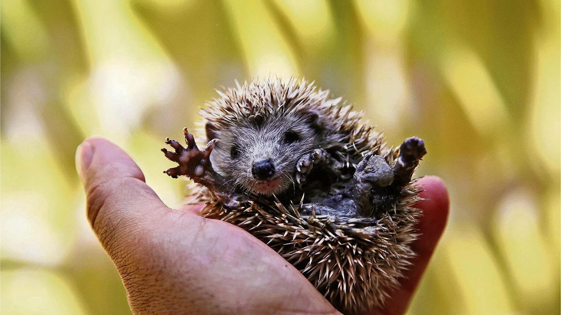 Таксономия ежей. Дикий еж. Еженок или ежонок суффикс. Голобрюхий ёж. Ежик фото.
