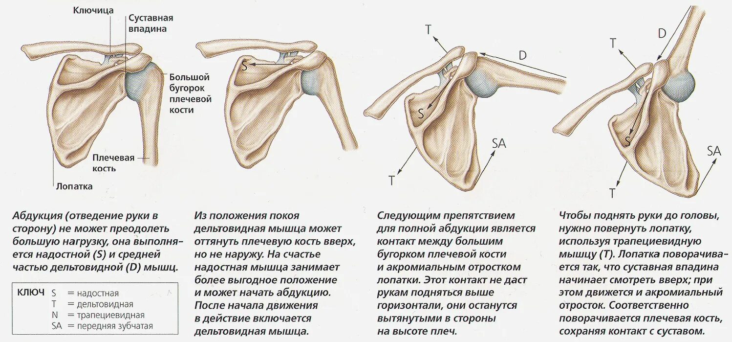 Соединение костей лопатки. Анатомия плечевого сустава человека кости. Плечевой сустав анатомия верхних конечностей. Recessus axillaris плечевого сустава.