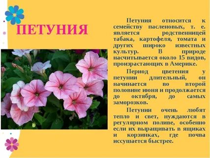 Смысл названия цветок на земле