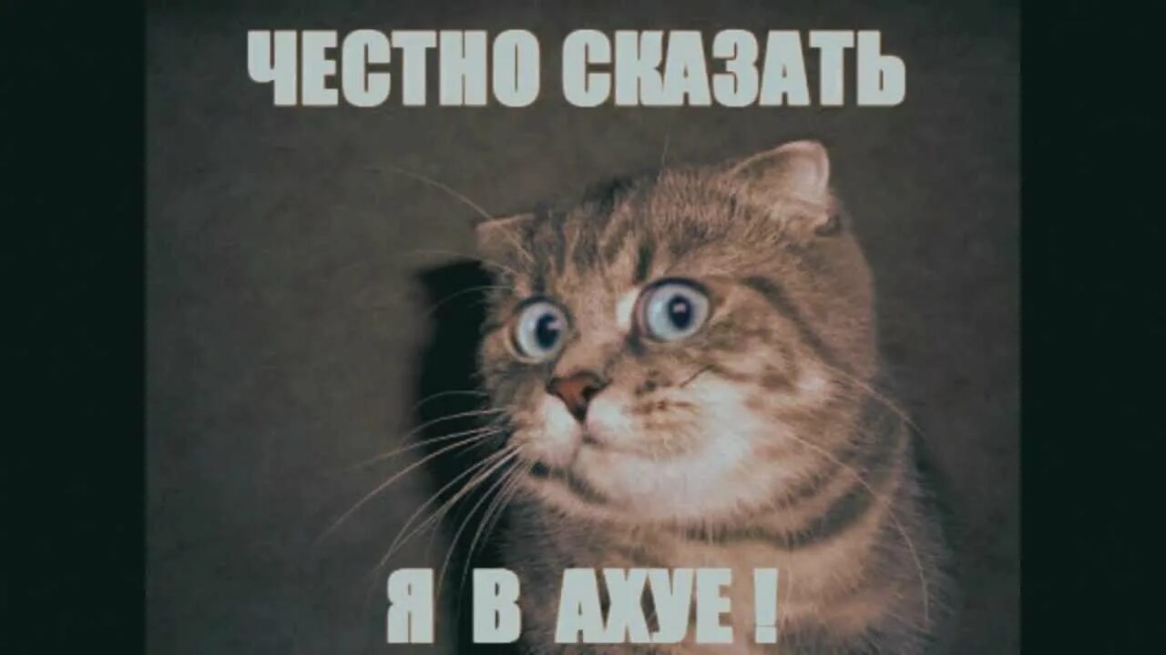 Рыжий кот улыбается. Наглый рыжий кот. Кот ржет. Приколы про кошек. Это уже тоже было.