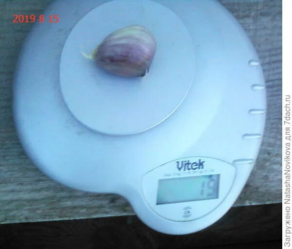 2 зубчика чеснока сколько. 2 зубчика чеснока сколько. 2 зубчика чеснока сколько. желтые зубчики чеснока. чеснок головка и зубчик.