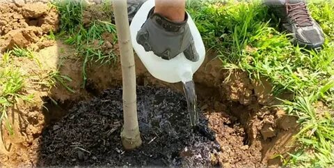 Как поливать саженцы груши