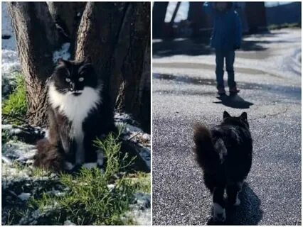 Как найти кота на улице