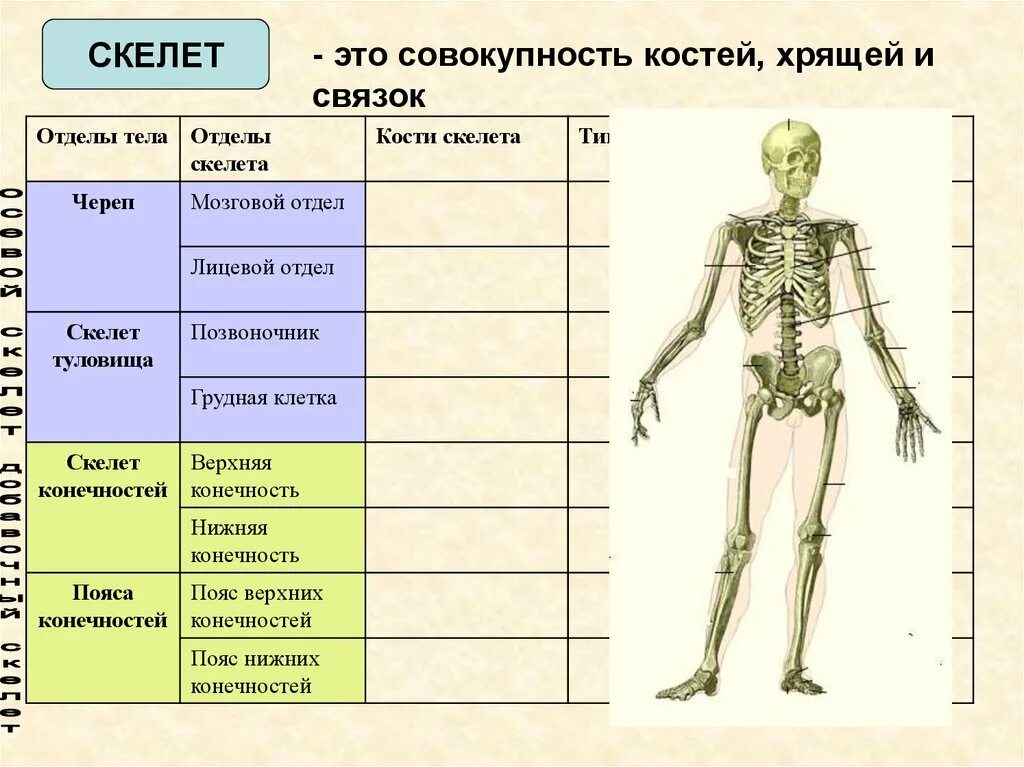 Перечислите отделы скелета. Осевой скелет. Отделы скелета. Отдел скелета название костей. Скелет человека опорно двигательная система.