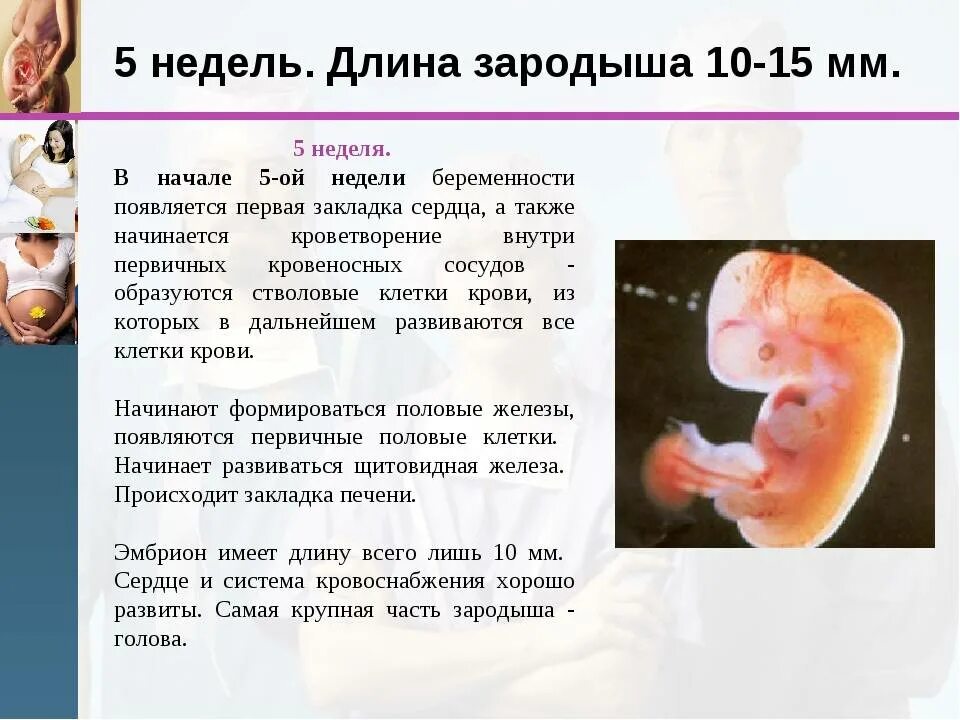 В первые недели необходимо. Акушерский срок 5 недель эмбриональный 1 неделя беременности. Эмбрион на 4-5 неделе беременности. Плод на 5 недель 6 дней беременности эмбрион. Размер эмбриона на 5 неделе беременности.