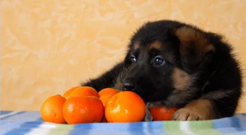 Можно собакам давать мандарины. Собака с апельсином. Собака в мандарине. Щенок Апельсинка. Мандариновая овчарка.