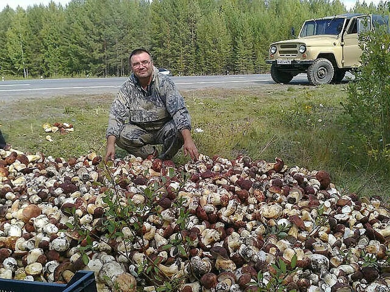 Очень много грибов. Белый гриб. Огромная куча белых грибов. Много белых грибов. Грибы в озерах