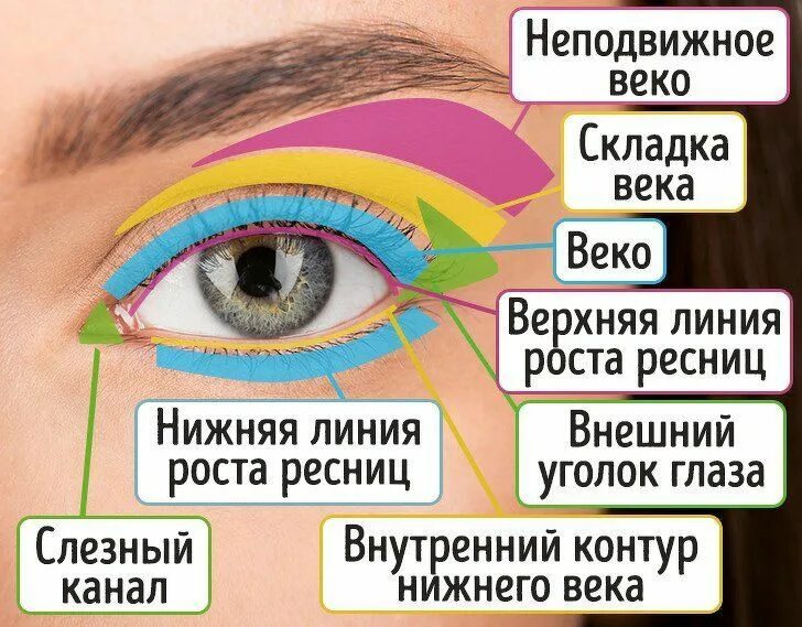 Eye corner. Внешний уголок глаза. Внутренний и внешний уголок глаза. Строение глаза для макияжа. Внешний и внутренний угол глаза.