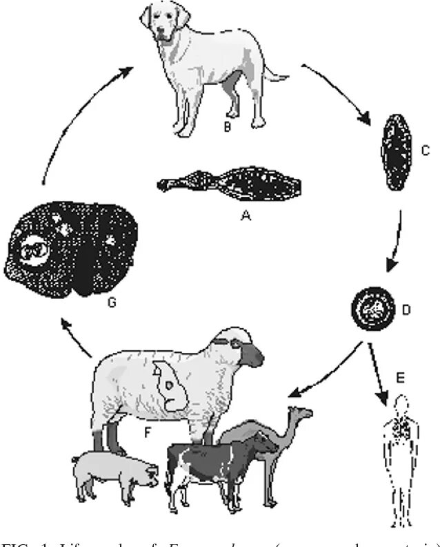Может ли человек быть промежуточным хозяином. Цикл развития эхинококка схема. Эхинококкоз цикл развития схема. Цикл развития эхинококка. Эхинококк жизненный цикл.