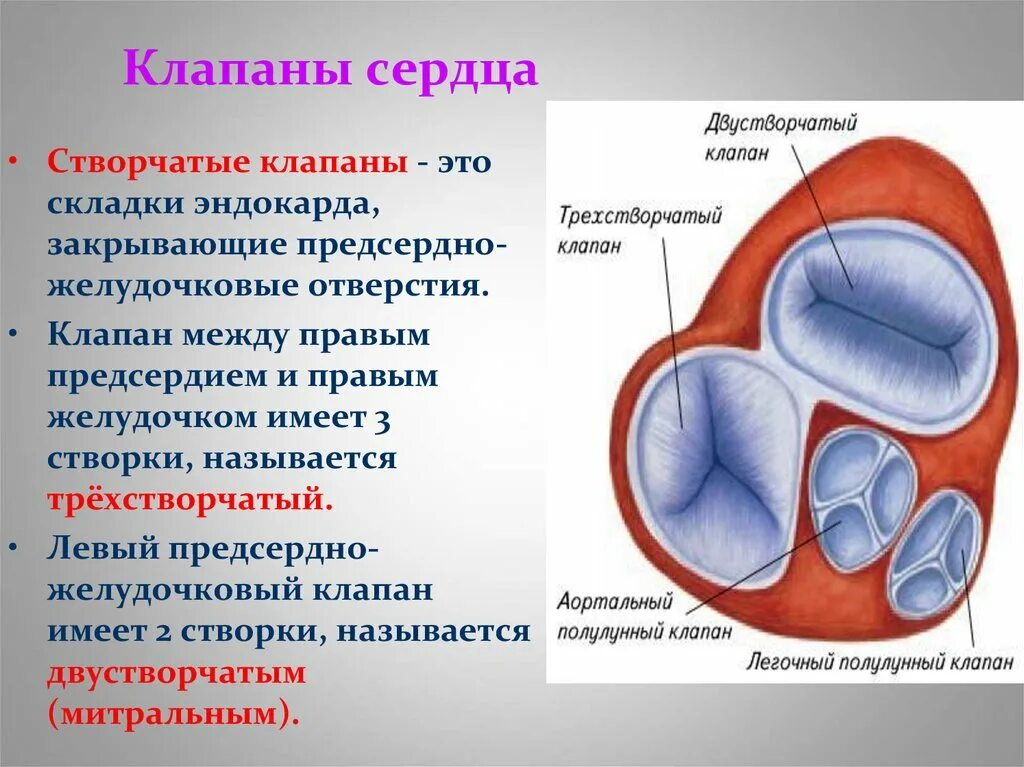 Как называется клапан. Митральный клапан 2 створчатый. 2х створчатый клапан сердца. клапаны сердца створчатые трехстворчатый. двухстворчатый клапан сердца анатомия.