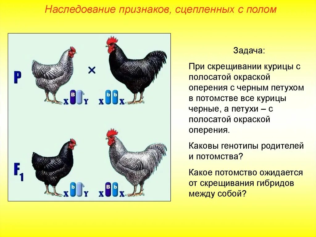 Доминантные признаки у кур. Наследование признаков сцепленных с полом. Скрещенные породы кур. Скрещивание пород кур таблица. Скрещивание пород кур.