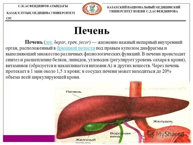 В печени происходит синтез