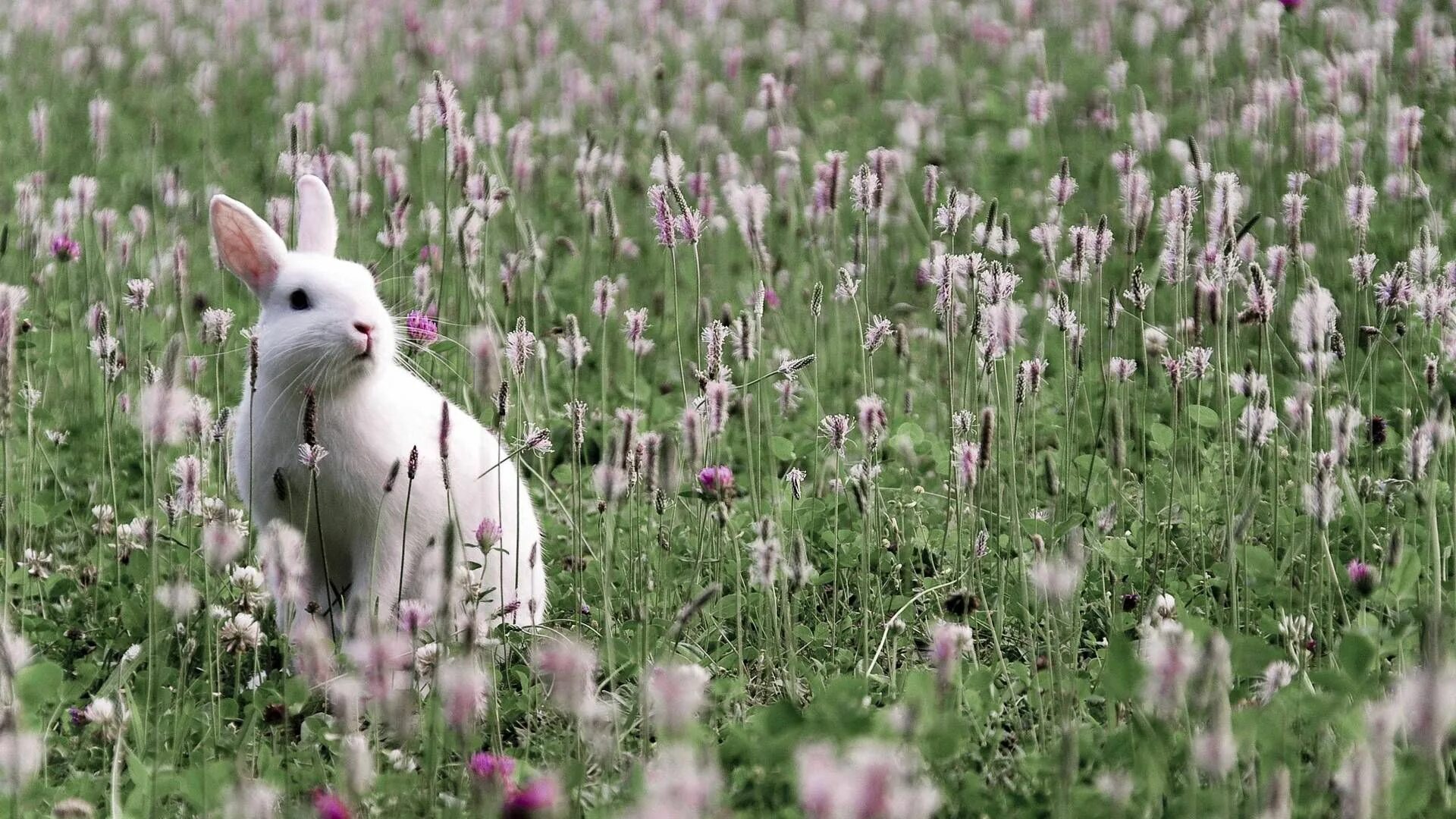 Grass animals. Белый кролик. Зайчик в траве. Кролик на лугу. Заяц в поле.